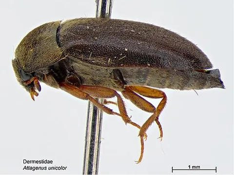 black carpet beetle: an oval-shaped black beetle, Attagenus unicolor