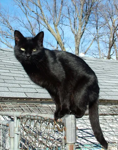black cat: a fisher, North American marten that has thick brown fur (Pekania pennanti, syn. Martes pennanti)