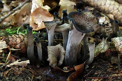 black chanterelle: craterellus cornucopioides