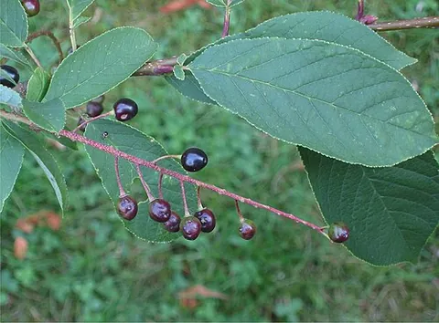 black cherry: a tree of species Prunus serotina