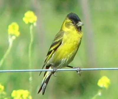 black-chinned siskin: a species of South American finch, Spinus barbatus