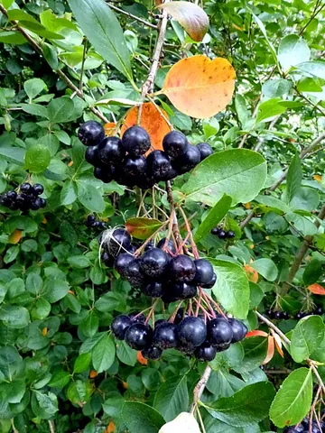 black chokeberry: aronia melanocarpa, native to temperate and cool eastern North America