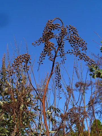 black cohosh: a smooth herb of species Actaea racemosa, marketed for medicinal use