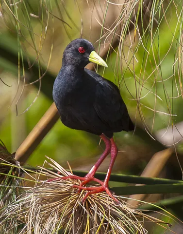 black crake: a species of waterbird (Zapornia flavirostra)