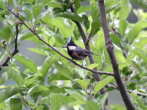 black-crested tit: periparus ater melanolophus, a subspecies of coal tit
