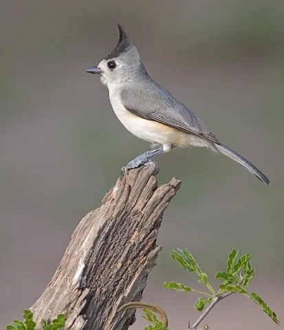 black-crested titmouse: a bird of species Baeolophus atricristatus, of the tit family Paridae, found from Oklahoma to...