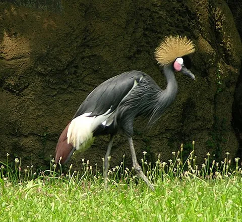 black crowned crane: balearica pavonina, a bird of the crane (Gruidae) family