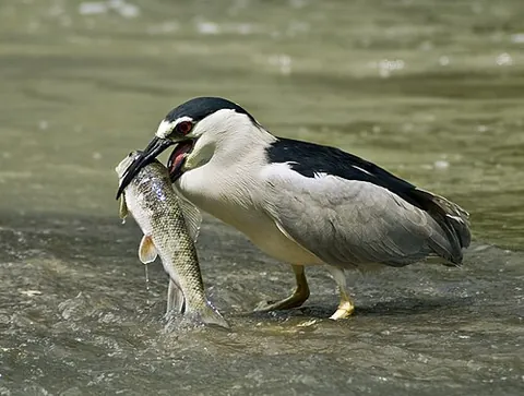 black-crowned night heron: a medium-sized heron (Nycticorax nycticorax), found throughout a large part of the world, except in...