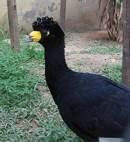 black curassow: a bird of species Crax alector