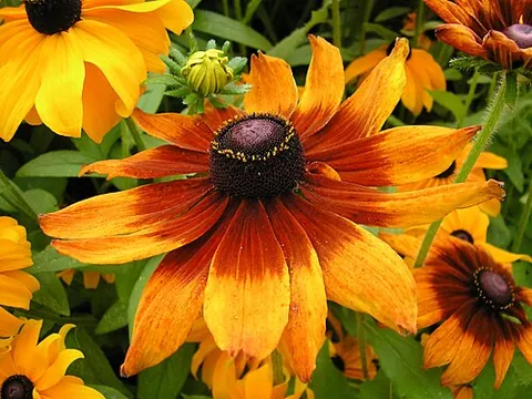 black-eyed susan: the flowering annual plant Rudbeckia hirta