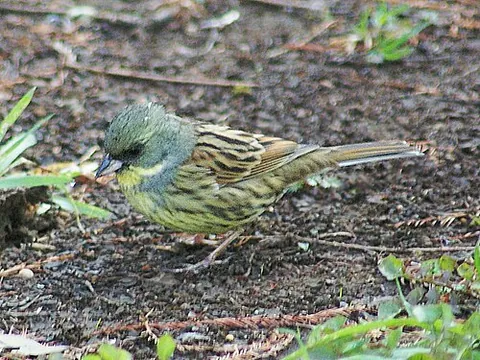 black-faced bunting: emberiza spodocephala, a passerine bird in the bunting family Emberizidae