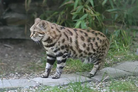 black-footed cat: felis nigripes, the smallest African cat, endemic in the south west arid zone of the southern...