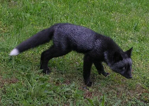 black fox: synonym of silver fox, especially in reference to foxskin