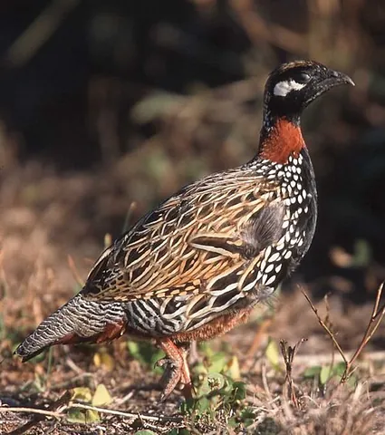 black francolin: a game bird in the francolin family (Francolinus francolinus, of south and southwestern Asia)