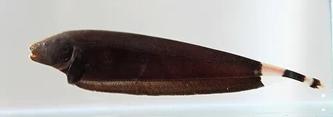 black ghost knifefish: a tropical fish of species Apteronotus albifrons of South America, covered in a black color...