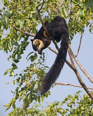 black giant squirrel: a member of the species Ratufa bicolor