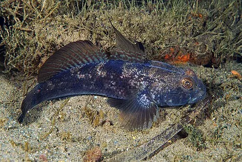 black goby: any member of the species Gobius niger of ray-finned fishes, found in the eastern Atlantic Ocean...
