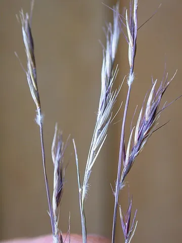 black grama: bouteloua eriopoda, a perennial prairie grass native to the Southwestern United States