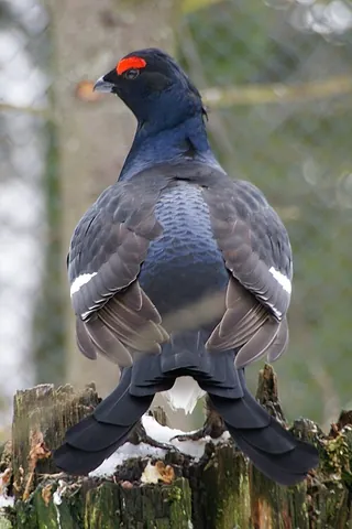 black grouse: a large, black bird with a lyre-shaped tail, Lyrurus tetrix (syn. Tetrao tetrix)