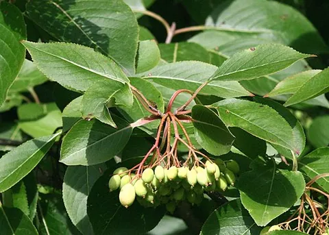 black haw viburnum: a shrub of species Viburnum prunifolium, native to eastern and east south central United States
