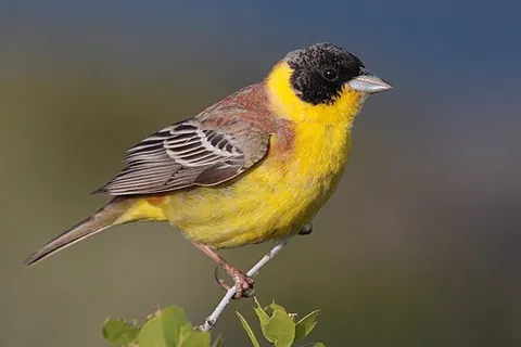 black-headed bunting: emberiza melanocephala, a passerine bird in the bunting family Emberizidae