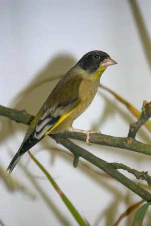 black-headed greenfinch: chloris ambigua, a small passerine bird in the finch family Fringillidae, native to southeast Asia