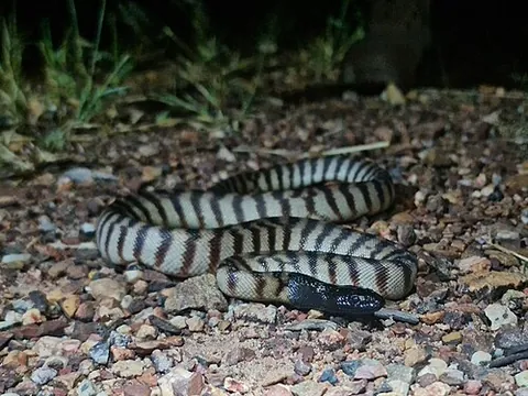 black-headed python: aspidites melanocephalus, a species of python snake endemic to Australia