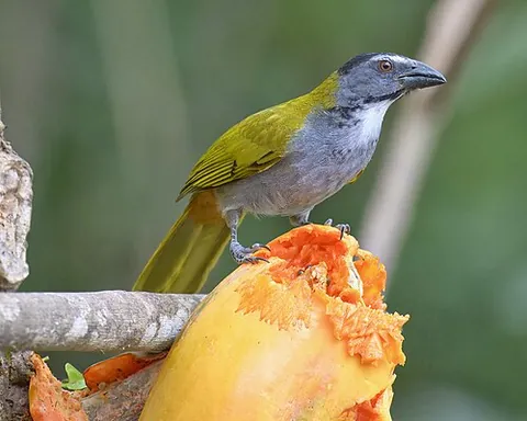 black-headed saltator: saltator atriceps, a species of tanager