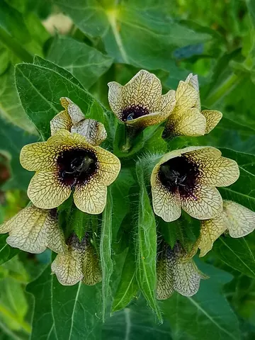 black henbane: a plant of the species Hyoscyamus niger