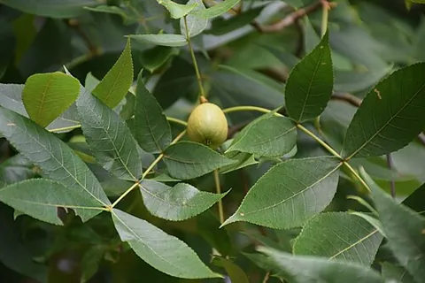 black hickory: carya texana, a species of hickory