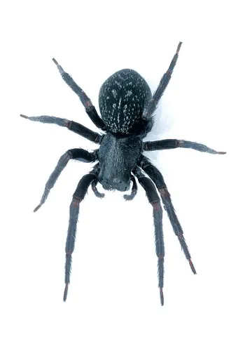 black house spider: a common species of cribellate Australian spider, Badumna insignis, found throughout much of...
