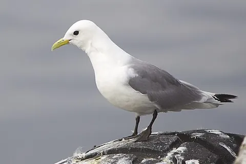 black-legged kittiwake: a seabird species in the gull family Laridae, Rissa tridactyla