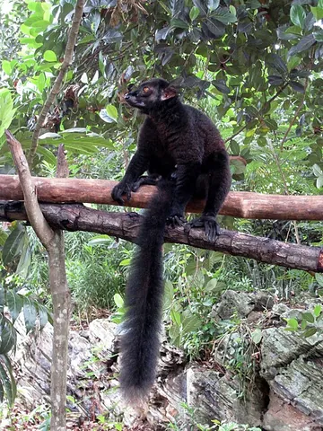black lemur: eulemur macaco, a medium-sized lemur that has black, long, tufted ears and thick fur, and is native...