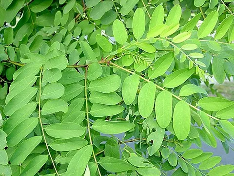 black locust: a tall, deciduous tree, Robinia pseudoacacia, in the subfamily Faboideae of the pea family...