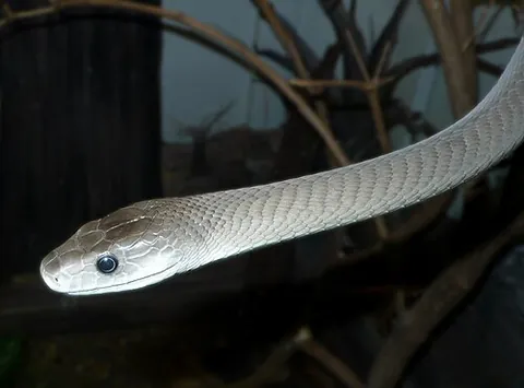 black mamba: a large venomous snake found in Africa, taxonomic name Dendroaspis polylepis. Despite the name,...