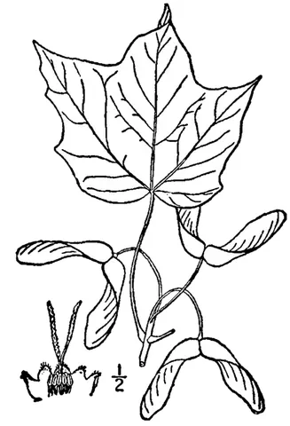 black maple: a variety of maple tree of eastern North America, Acer nigrum, closely related to the sugar maple,...
