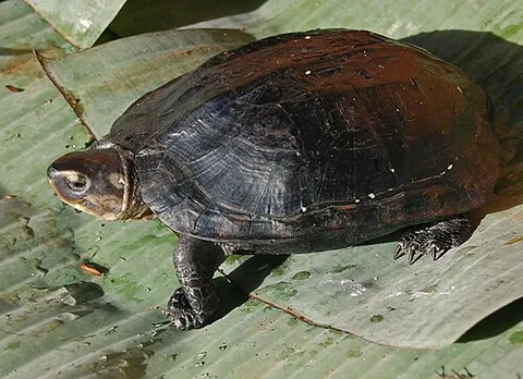 black marsh turtle: a freshwater turtle of species Siebenrockiella crassicollis, endemic to southeast Asia