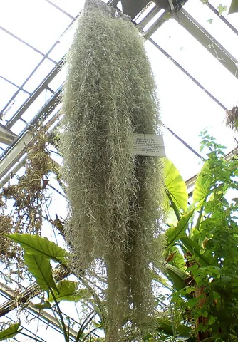 black moss: any of numerous species of dark-coloured mosses (Bryophyta), possibly species of the genera...