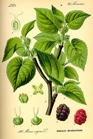 black mulberry: a mulberry of species (Morus nigra), a small deciduous tree growing to 10–13 m tall and native to...