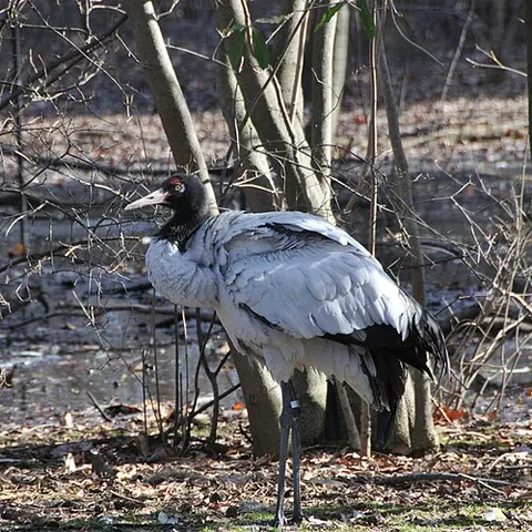 black-necked crane: grus nigricollis, a bird of the crane (Gruidae) family, native to Asia