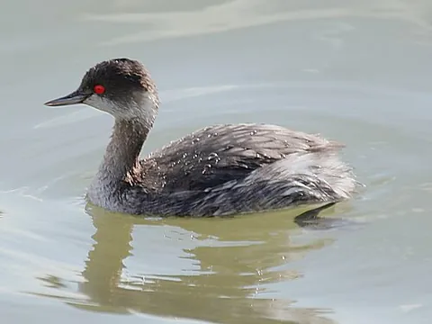black-necked grebe: a freshwater bird, Podiceps nigricollis, of the grebe family (Podicipedidae)