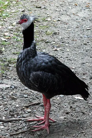 black-necked screamer: chauna chavaria, a species of the small family of birds Anhimidae, found in the northern regions of...