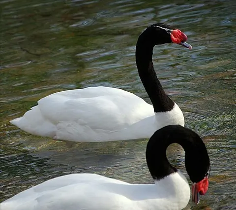 black-necked swan: the only South American species of swan, Cygnus melancoryphus