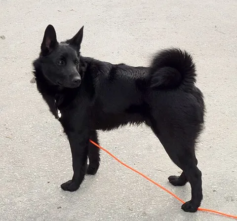 black norwegian elkhound: a small spitz breed classified as a hunting dog