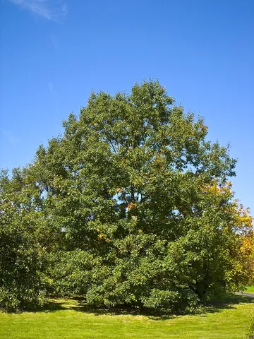 black oak: a deciduous oak tree, Quercus velutina, native to eastern North America; its wood