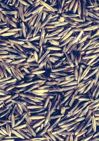 black oat: the grass Avena strigosa
