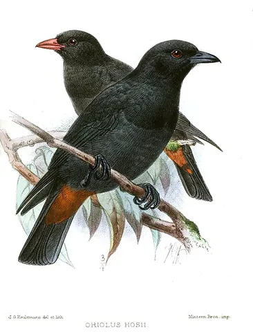 black oriole: oriolus hosii, a species of oriole bird