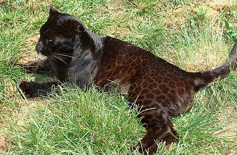 black panther: a melanistic colour variant of the leopard (Panthera pardus) or the jaguar (Panthera onca)