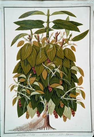 black pepper: the plant Piper nigrum