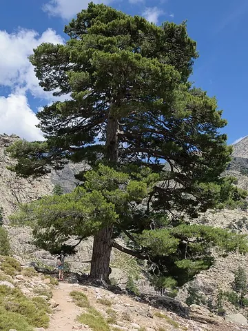 black pine: a European black pine (Pinus nigra);